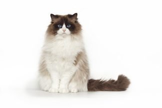 Ragdoll 