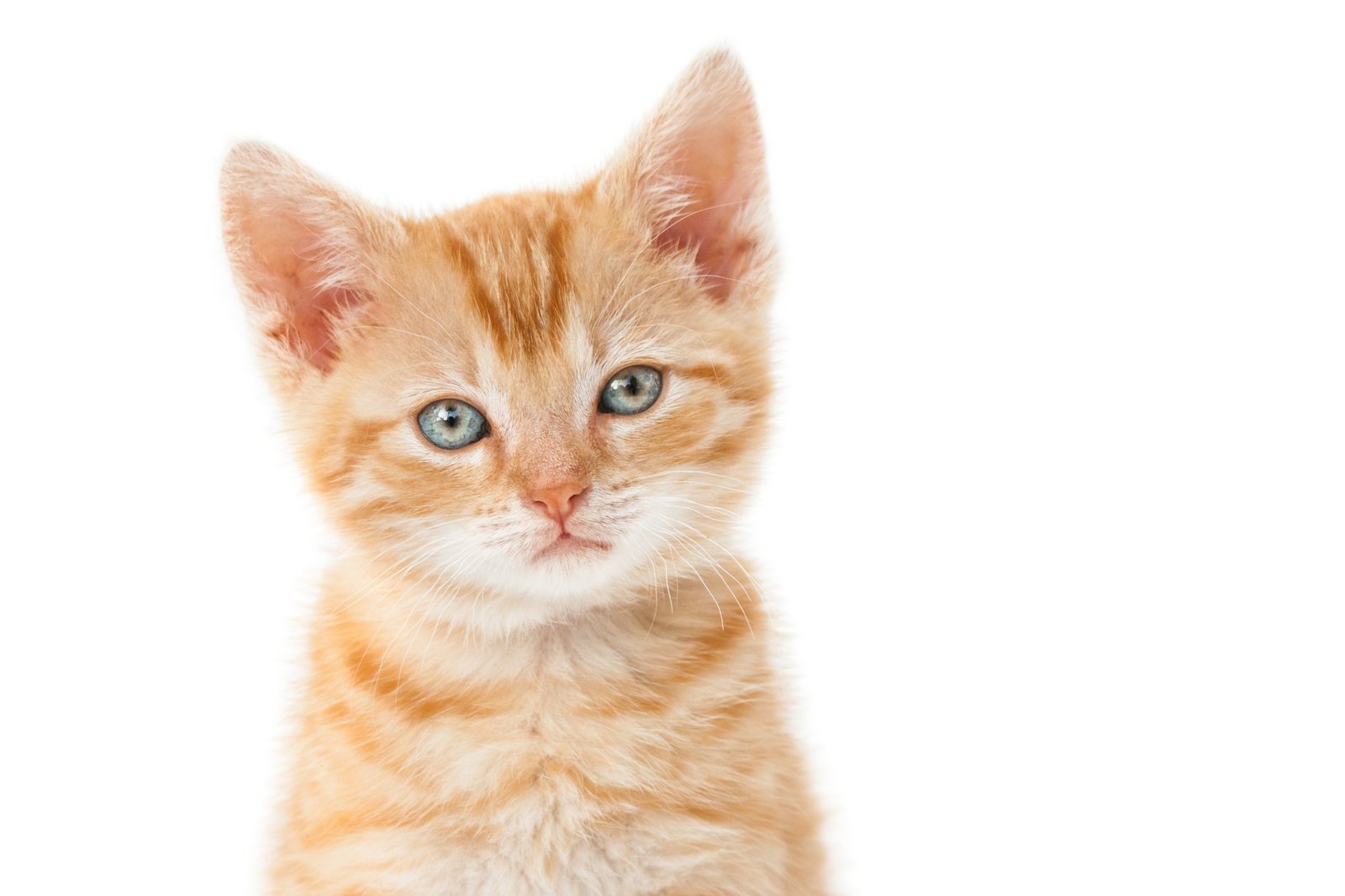 maine coon