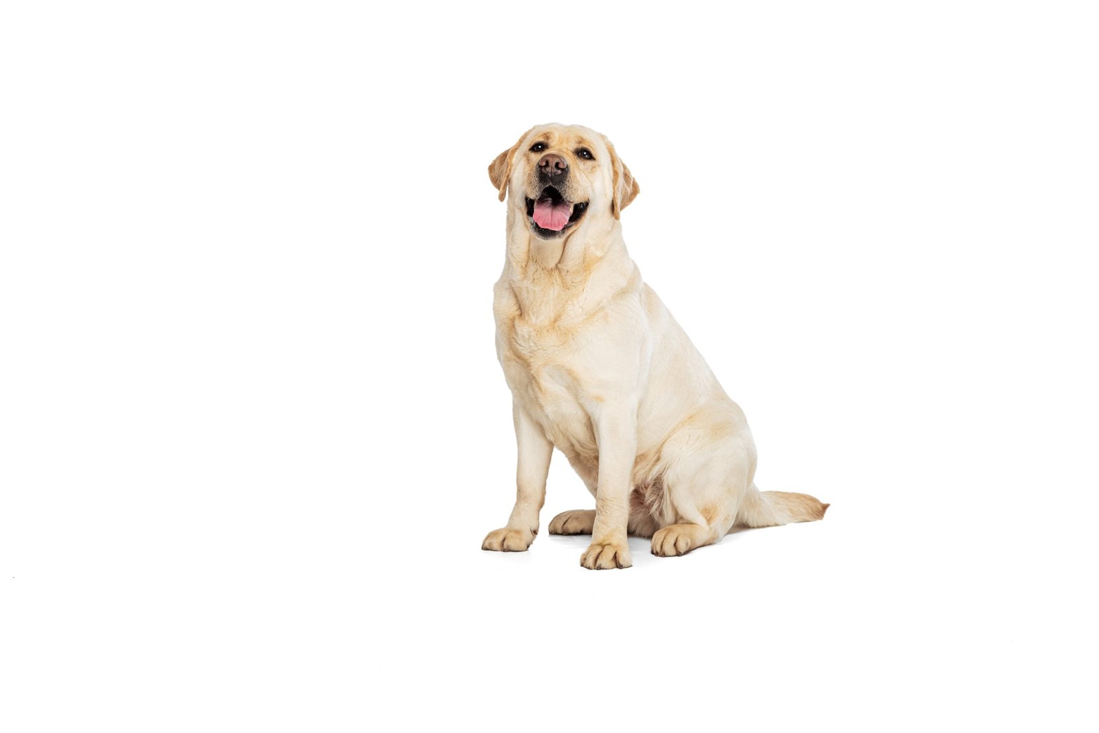 LABRADOR