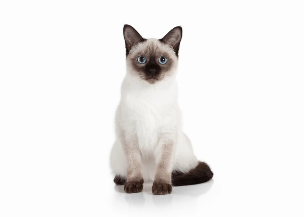 Siamese
